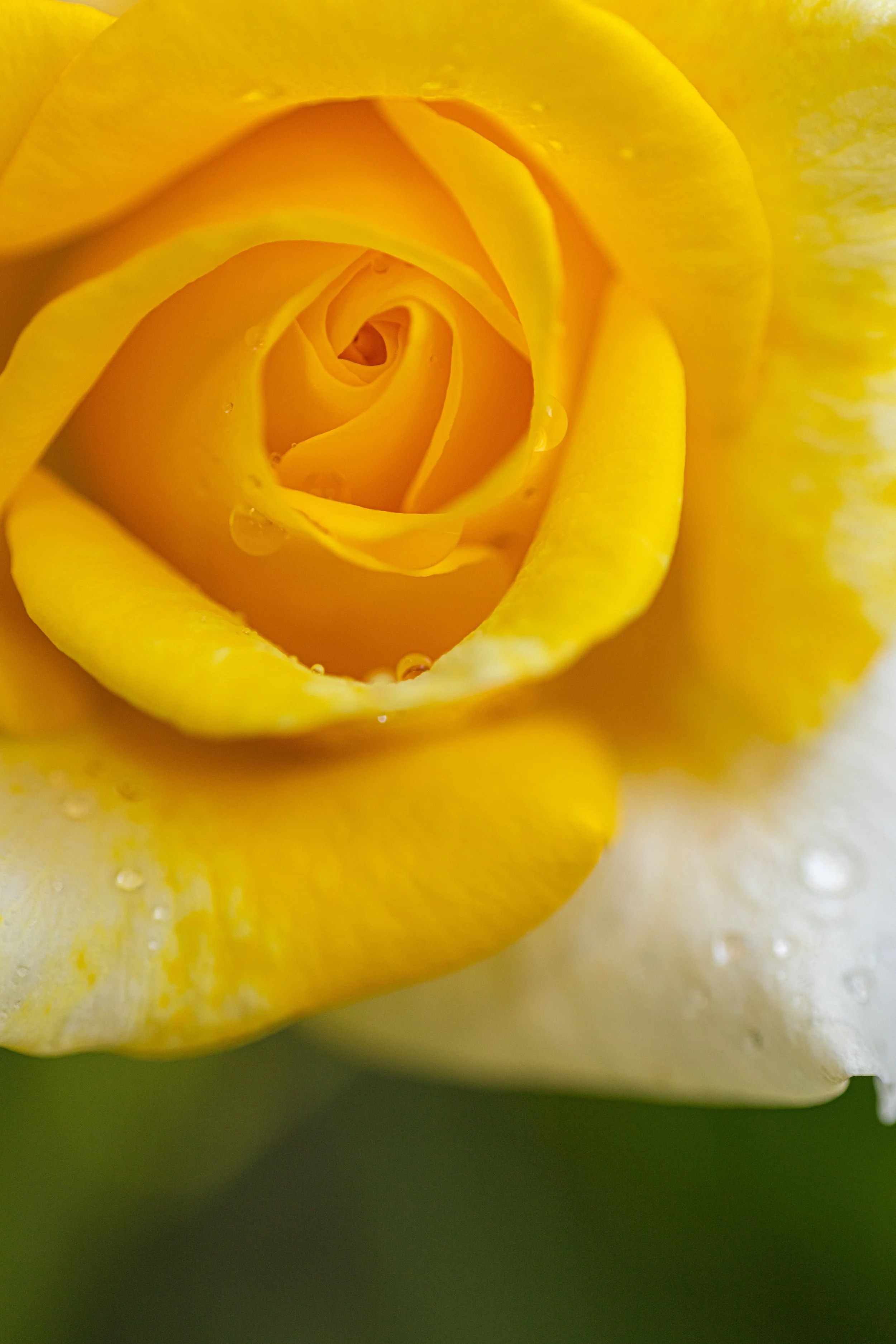 20260317-8N3A0581 copy.jpg