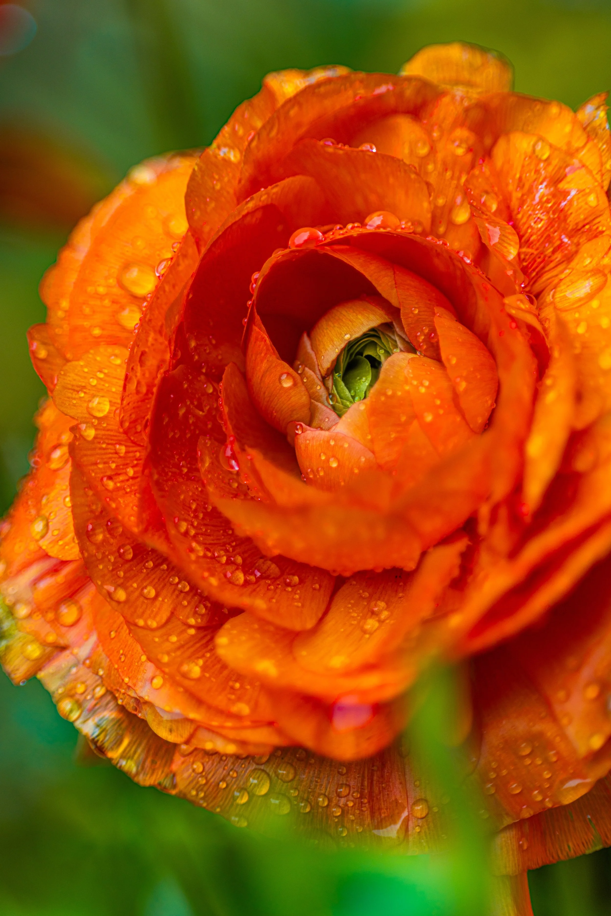 20260210-8N3A9772 copy.jpg