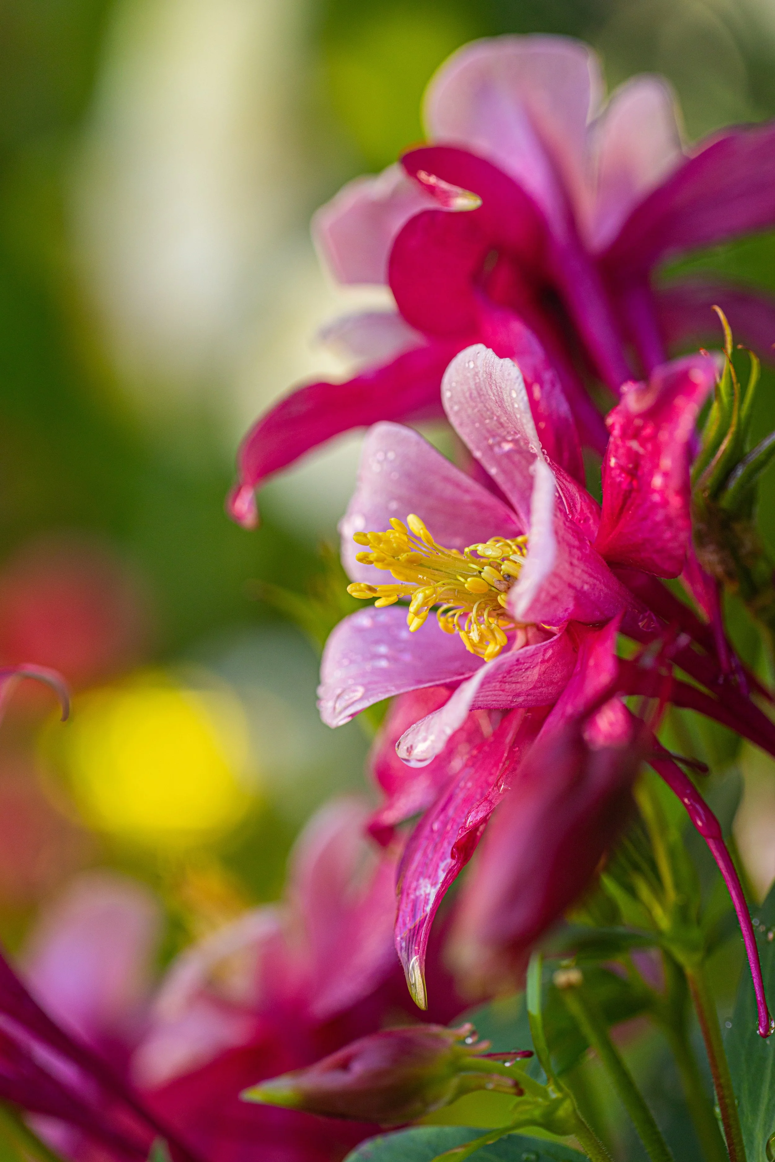 20260317-8N3A0555 copy.jpeg