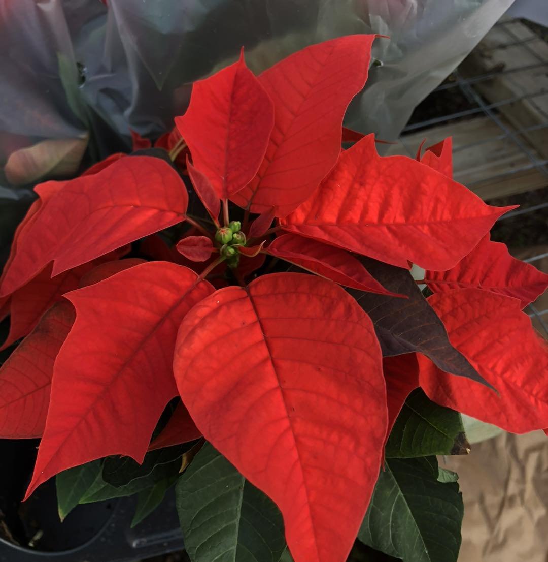 Our Poinsettias are so beautiful 😍 
.
.
Need a poinsettia order for church, school program, business, or the office? Call or email to place and order small or large! 
.
martinsluling@gmail.com