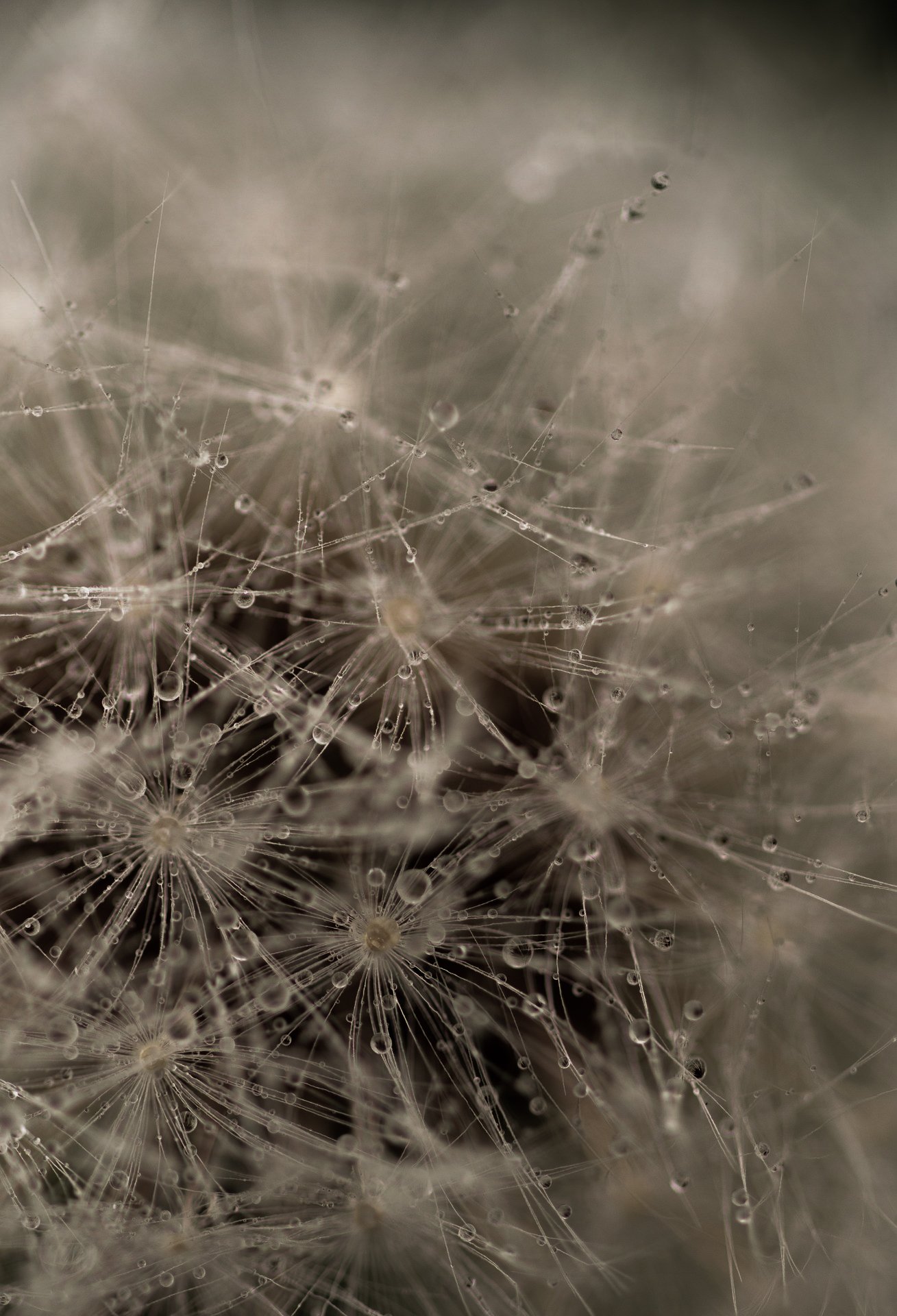 Keriumi - ecosystem of shared vision & renewal