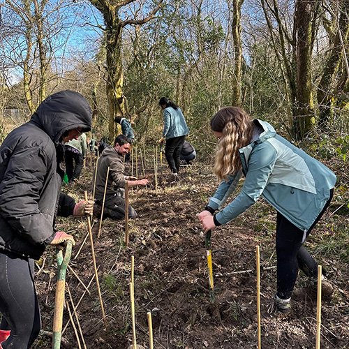 five tree planters in a field digging holes with bamboo canes dotted around