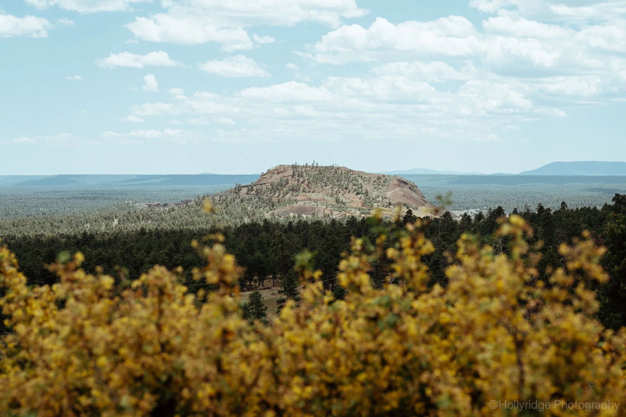 Yellow wildflowers blooming in Arizona wilderness landscape