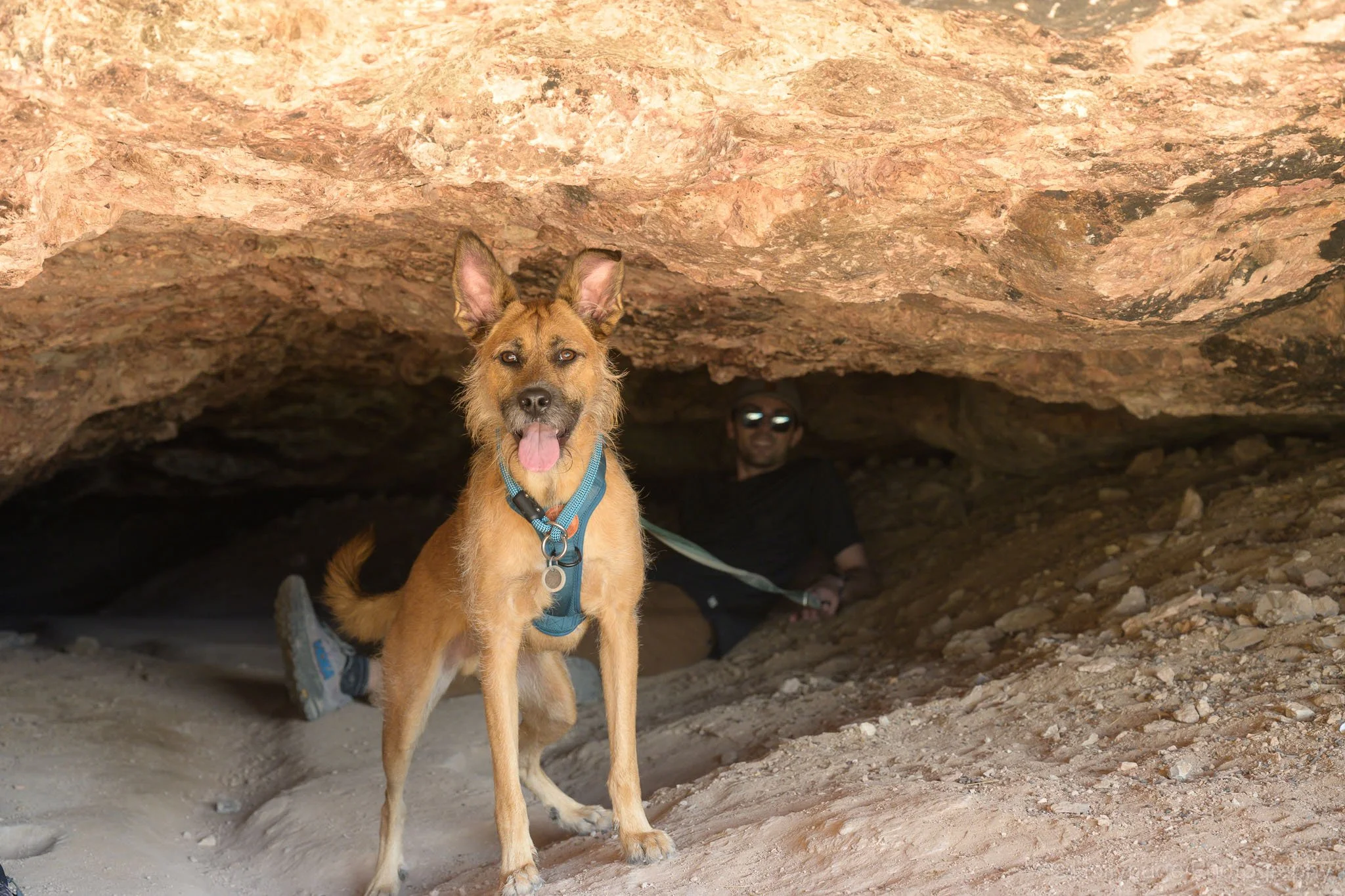 Dog resting inside a small cave along the Weaver’s Needle trail in the Superstition Wilderness near Gold Canyon, Arizona.