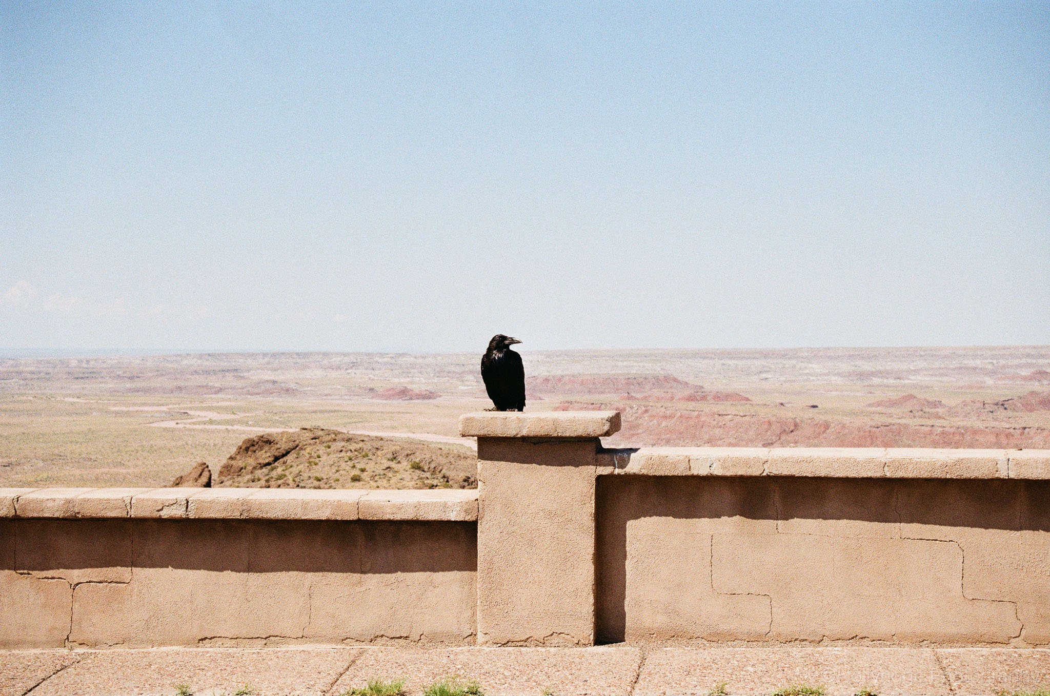 Crow perched in the Painted Desert landscape of Arizona captured on analog film