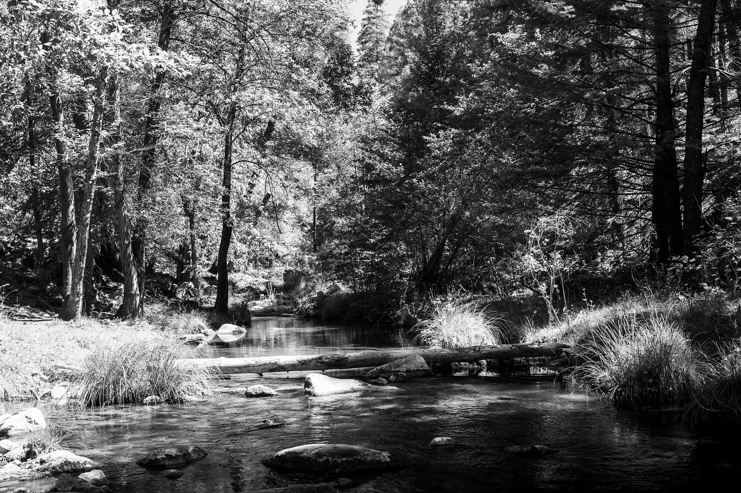 ✨Quiet Bend✨

A creek in black and white. No color needed to remember the calm. (A bear did show up right after this photo, but it was calm for a minute 🐻)

📷 Nikon Z7ii

#hollyridgephoto #photography
