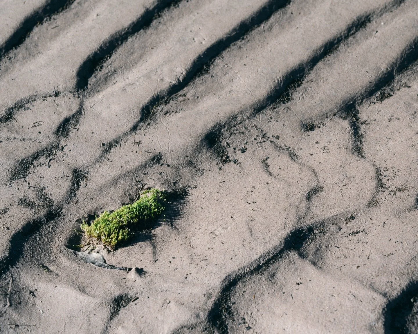 ✨It&rsquo;s all in the details ✨ 

The last step of the 3 Photo Rule is the part I miss the most&mdash;zooming in to capture the small, often-overlooked moments that make a scene magical. A texture, a shadow, a splash of color&hellip;these little det