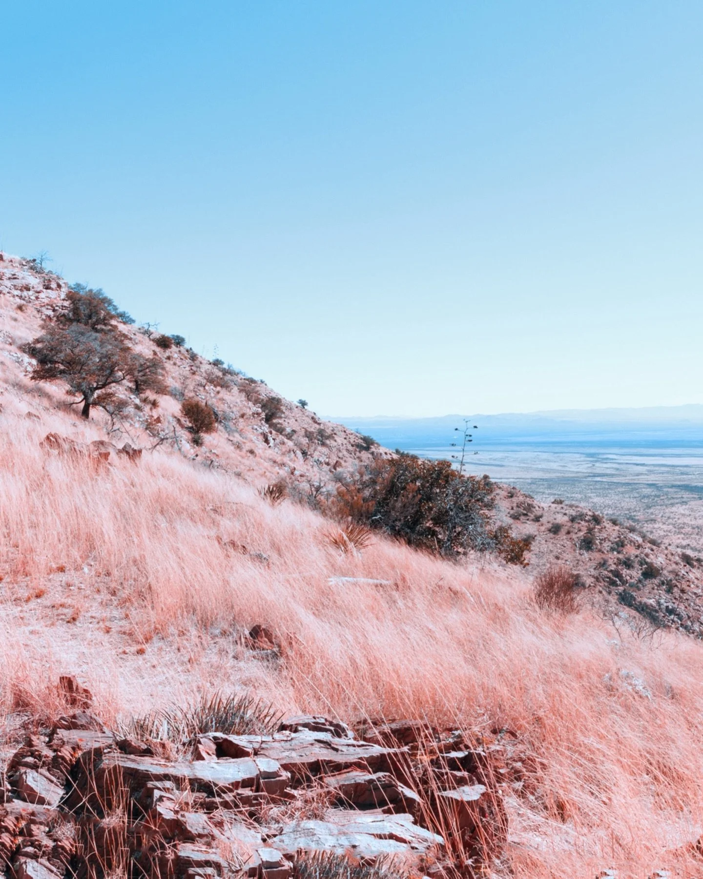 There&rsquo;s something mesmerizing about a scene that feels so close to normal, but also slightly outside of expectations. Your brain says &ldquo;oh beautiful fall colors&rdquo; and then you realize that desert grasses don&rsquo;t change colors. #ho