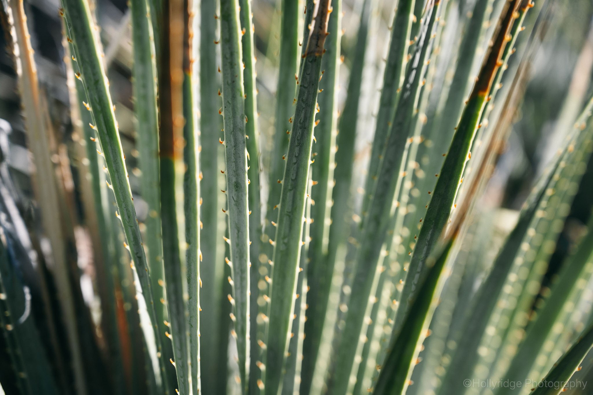 Close up of green desert plant with spines at The Magma Gardens rock climbing area near Superior Arizona