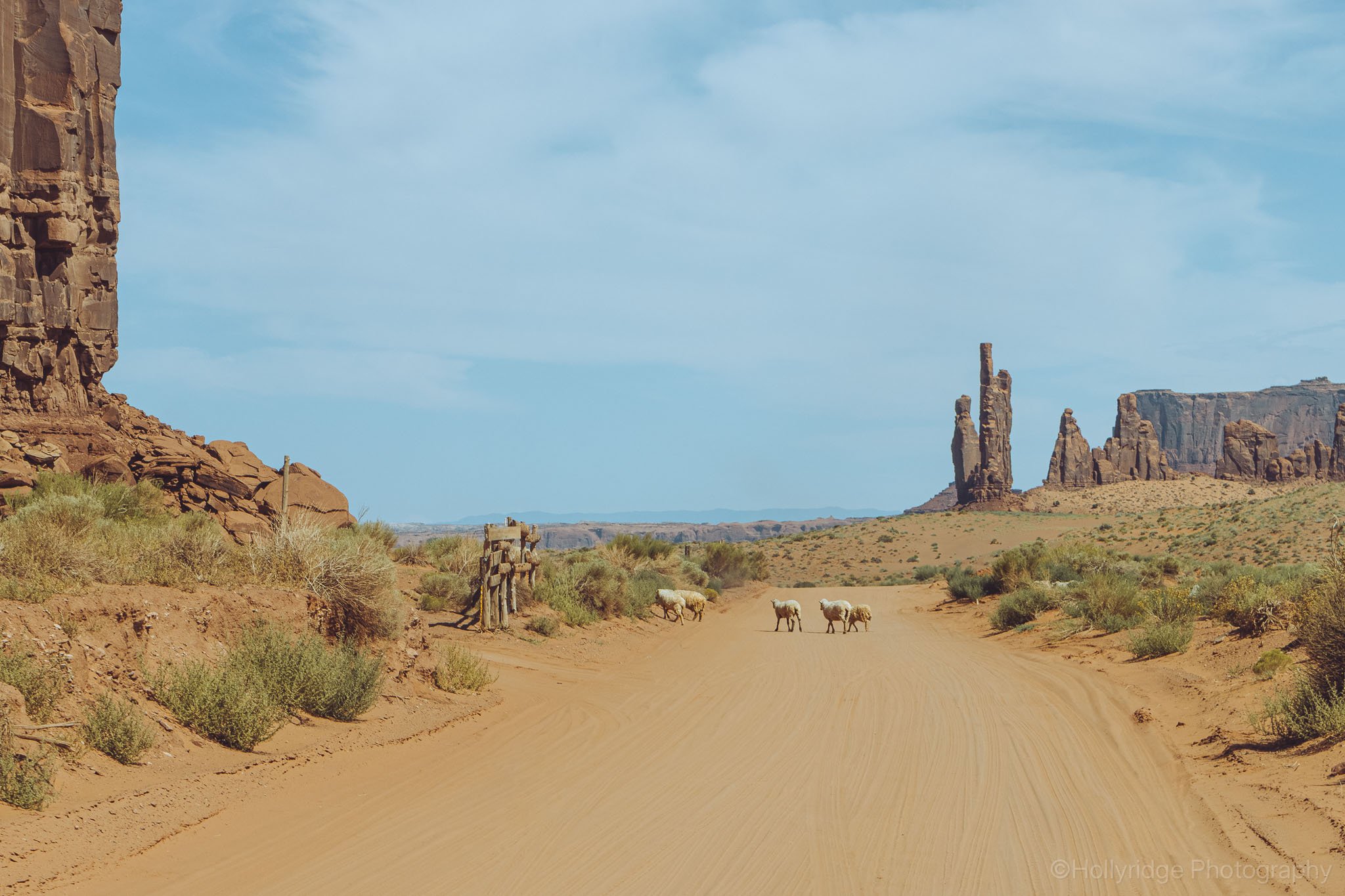 Sheep grazing in Monument Valley desert landscape in Arizona