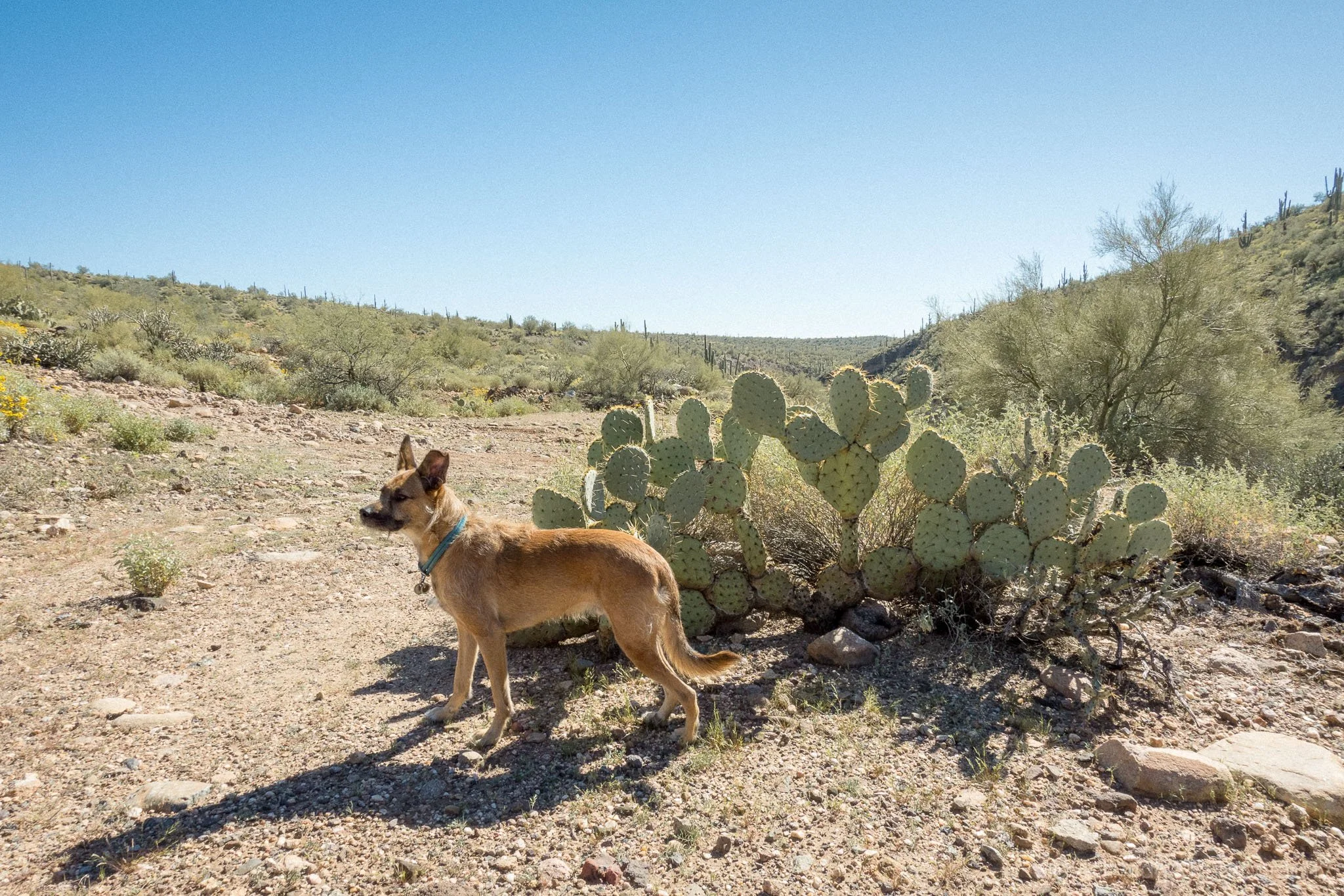 Dog standing beside a prickly pear cactus along a rocky desert trail north of Lake Pleasant, Arizona during an offroad trip.