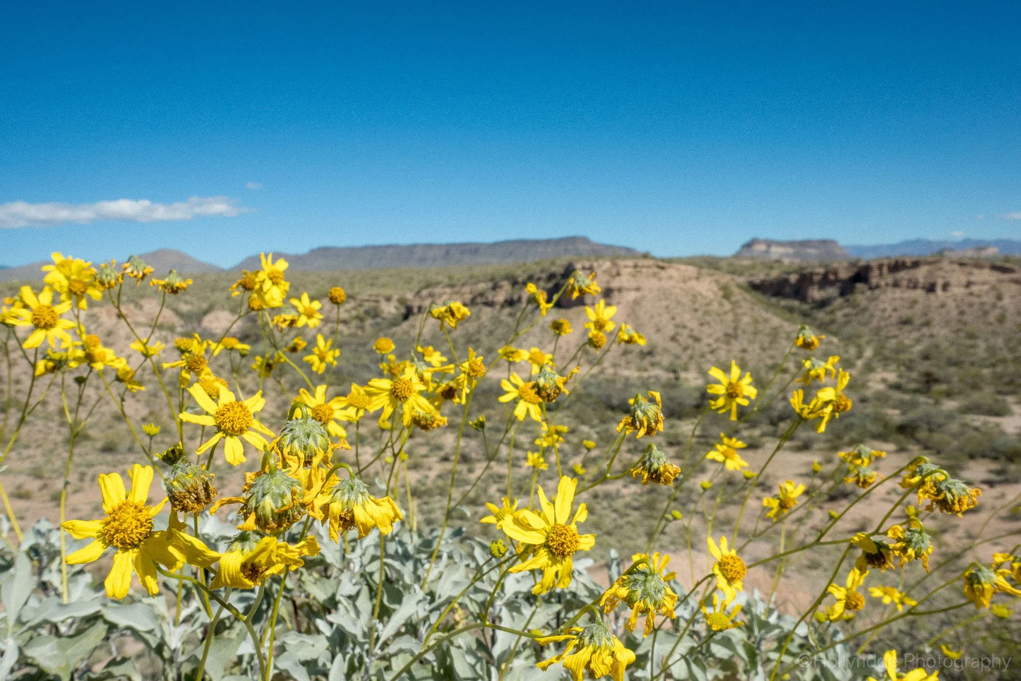 Yellow desert wildflowers blooming along a rocky hillside north of Lake Pleasant, Arizona with layered mountain ridges in the background.