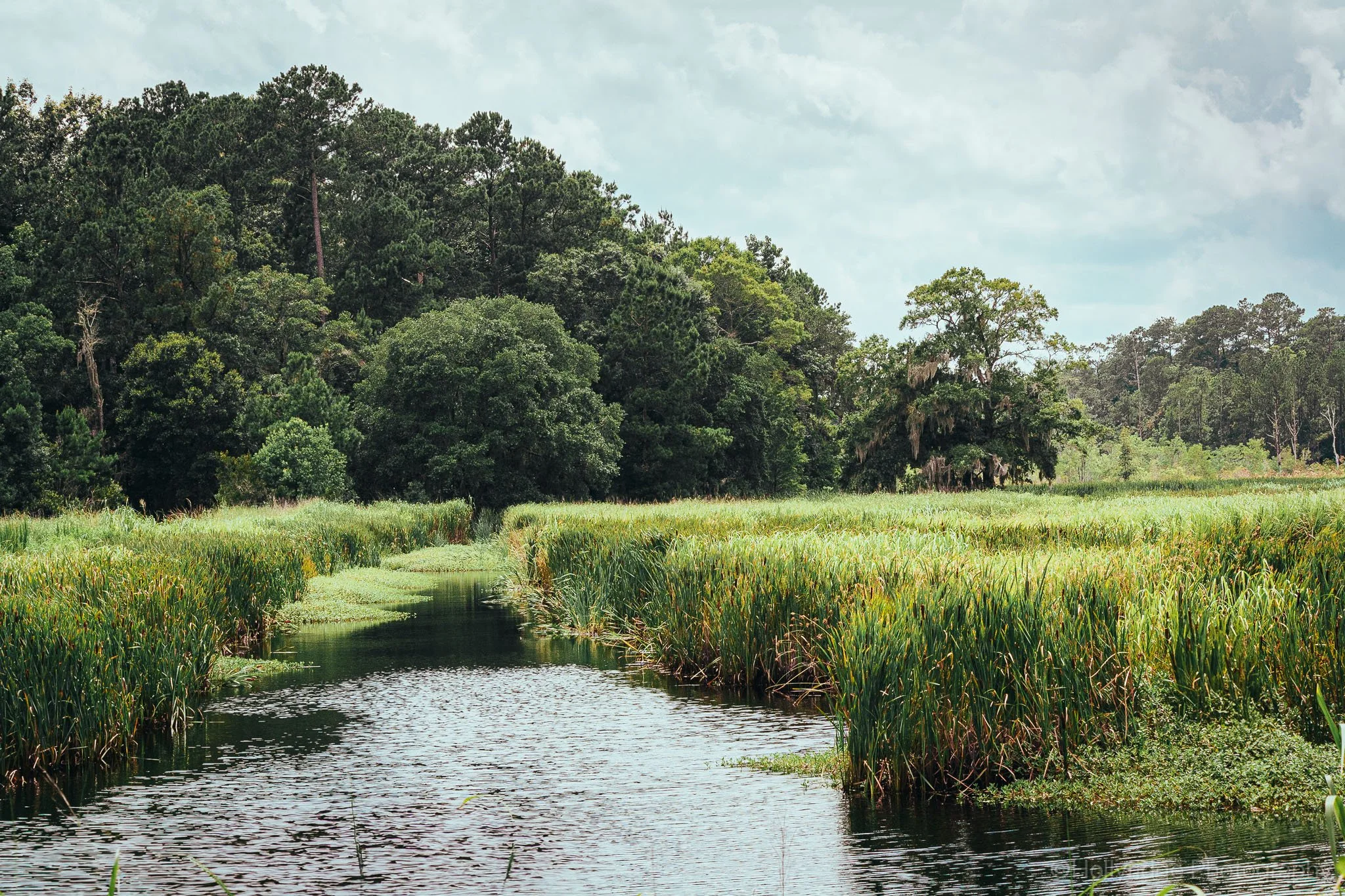 Marsh wetlands at Caw Caw Interpretive Center in South Carolina landscape