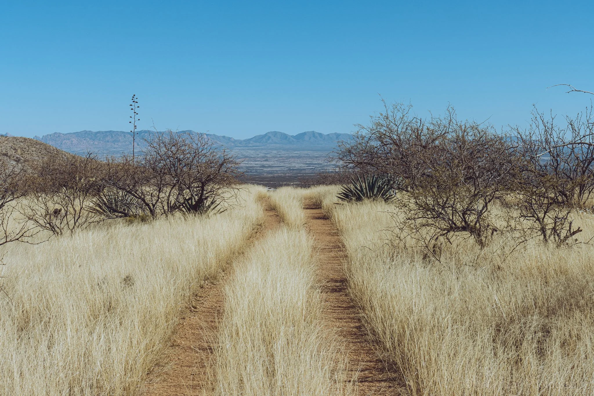 Dry desert field with tall grasses and open Arizona landscape
