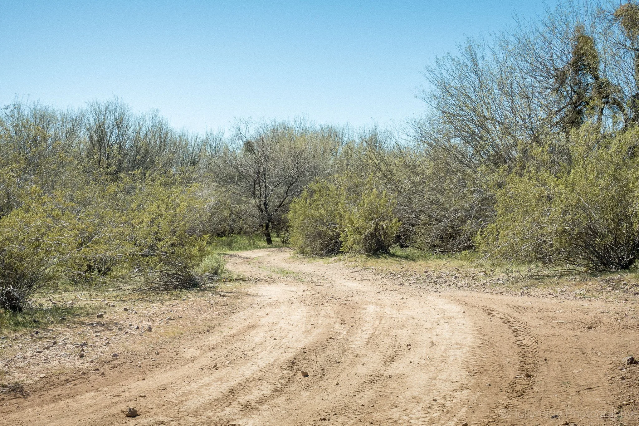 Dirt road curving through a shaded wash near Humbug Creek north of Lake Pleasant, Arizona with desert trees lining the trail.
