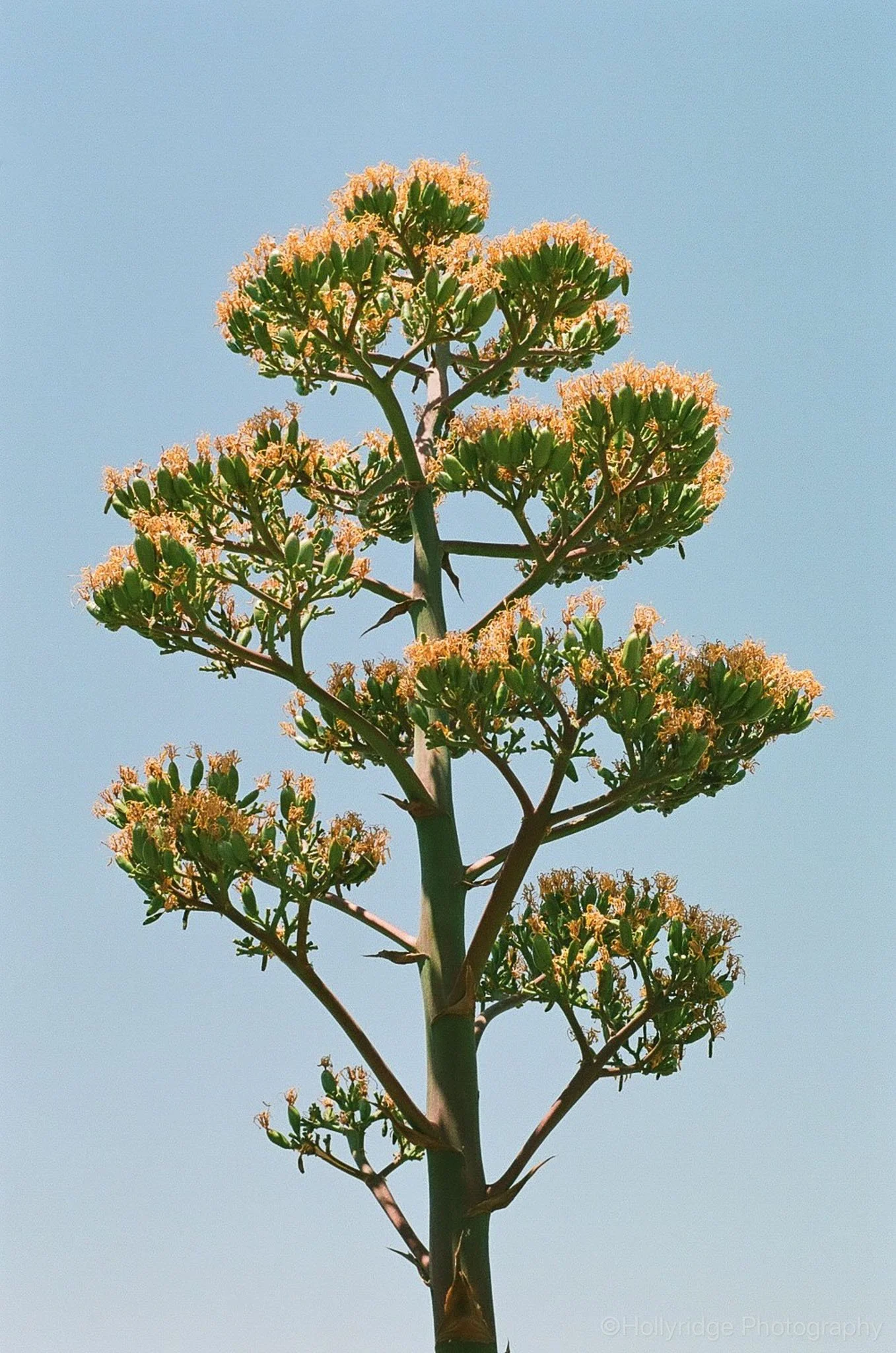 Yucca flower blooming in Arizona desert captured with analog nature photography