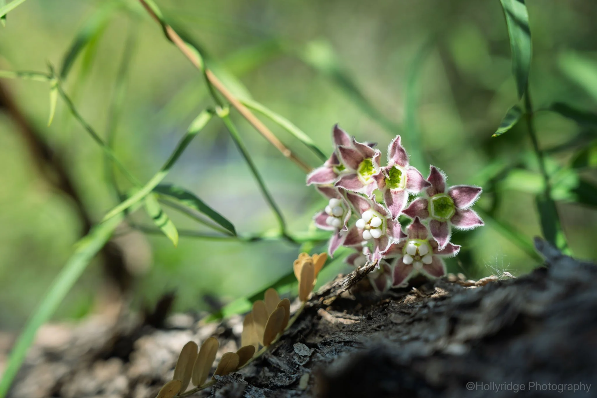 Close-up macro photograph of a desert wildflower at Boyce Thompson Arboretum in Superior Arizona with soft green background blur.