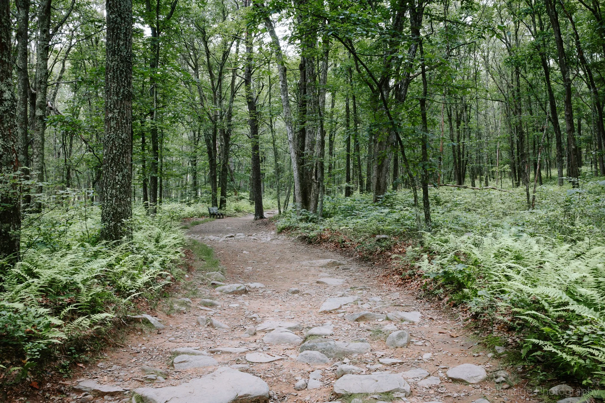 Forest hiking path through the Pocono Mountains landscape in Pennsylvania