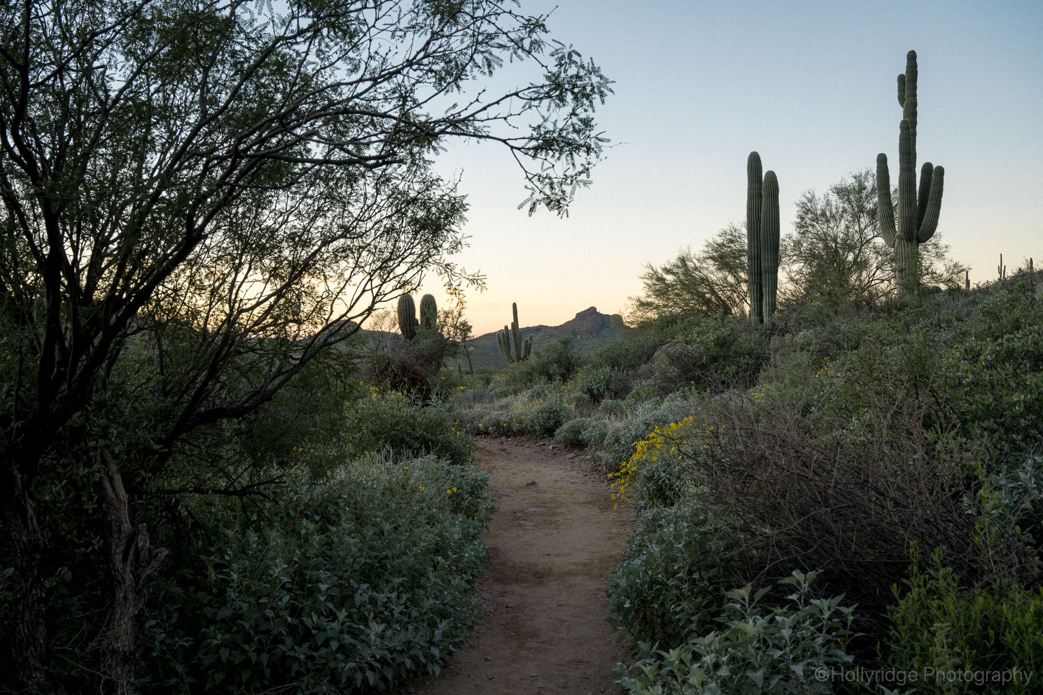 Sunrise on the Weaver’s Needle trail in the Superstition Mountains with saguaros lining the desert path near Peralta Trailhead in Arizona.