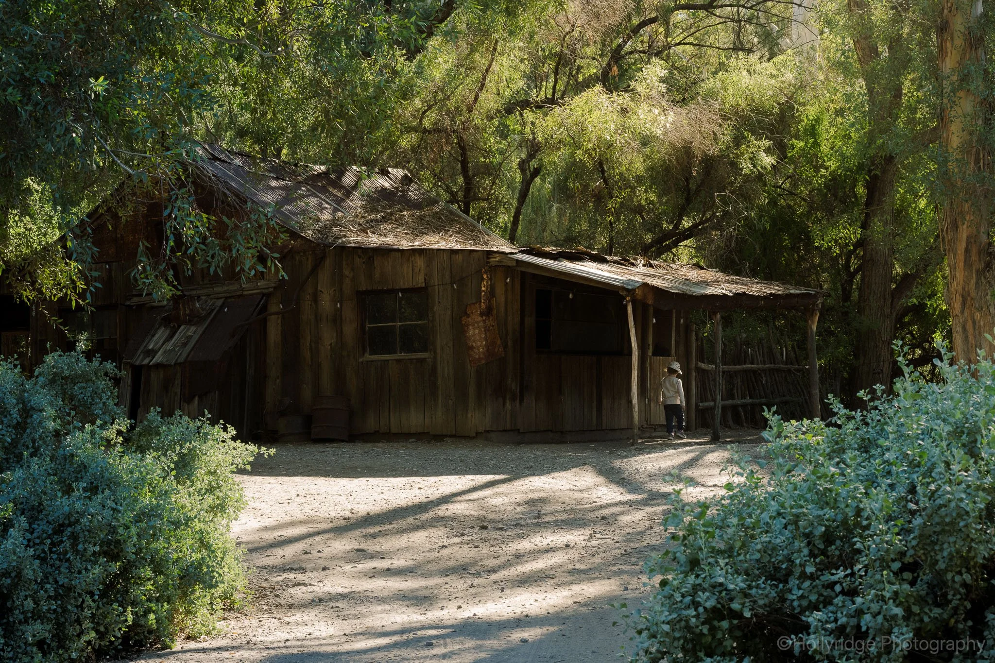 Historic wooden cabin in the Australian plant section of Boyce Thompson Arboretum in Superior Arizona, surrounded by eucalyptus trees and shaded desert greenery.