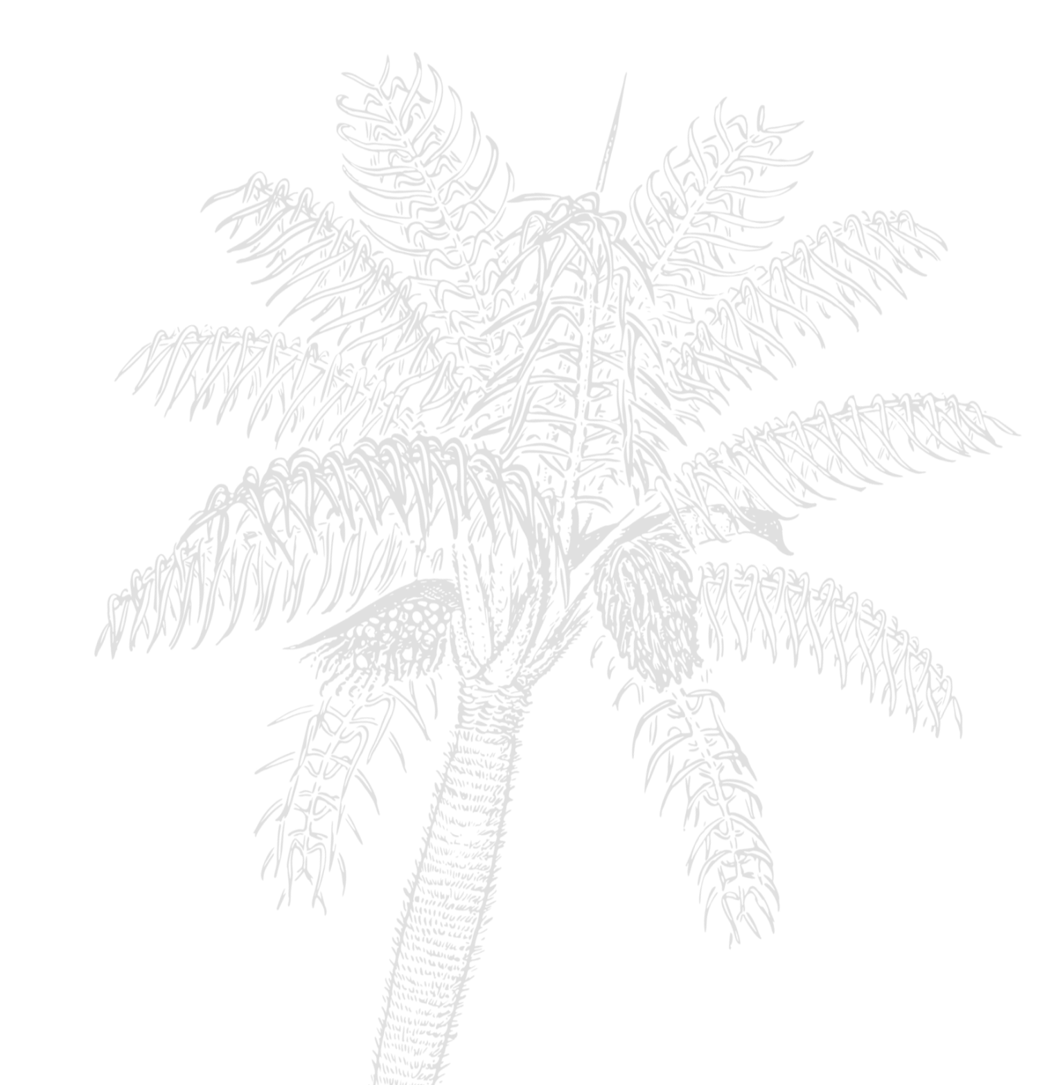 Faint line drawing of a palm tree with long, arching fronds and textured trunk.