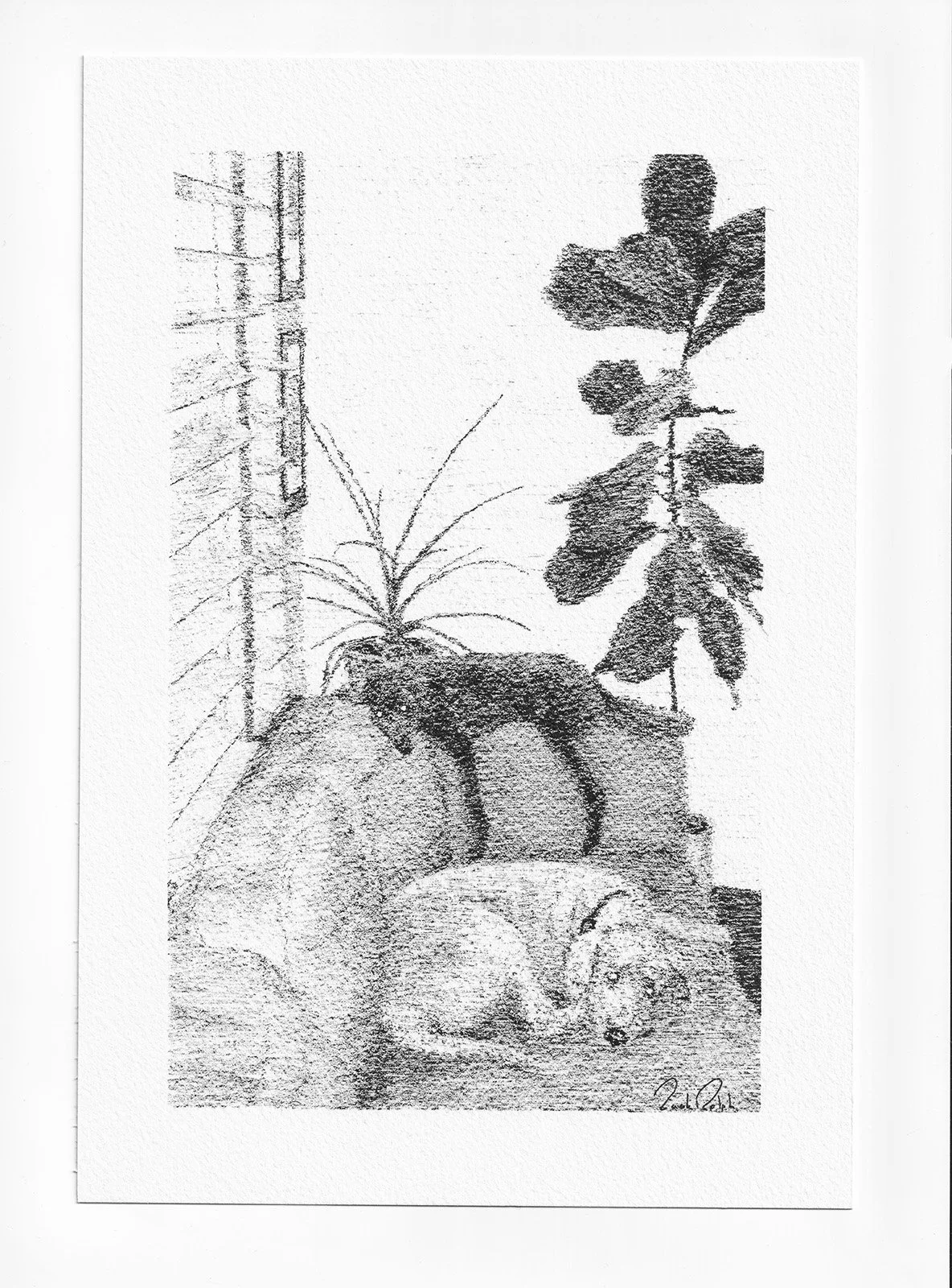 Sketch of potted plants on a table with a wall in the background and two dogs in the foreground.