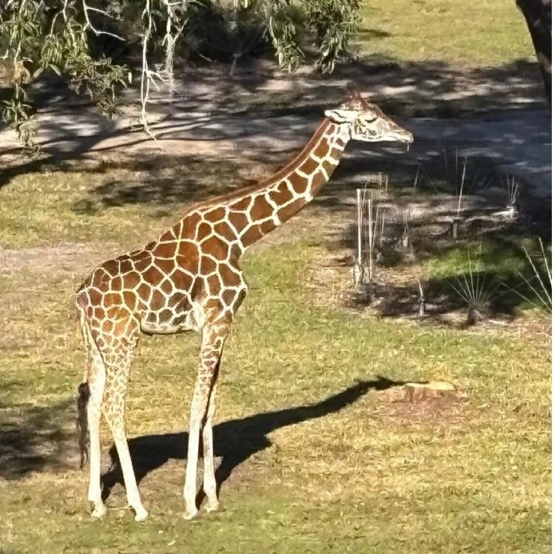 Thankful Moments: Thanksgiving At Disney World and Animal Kingdom Lodge