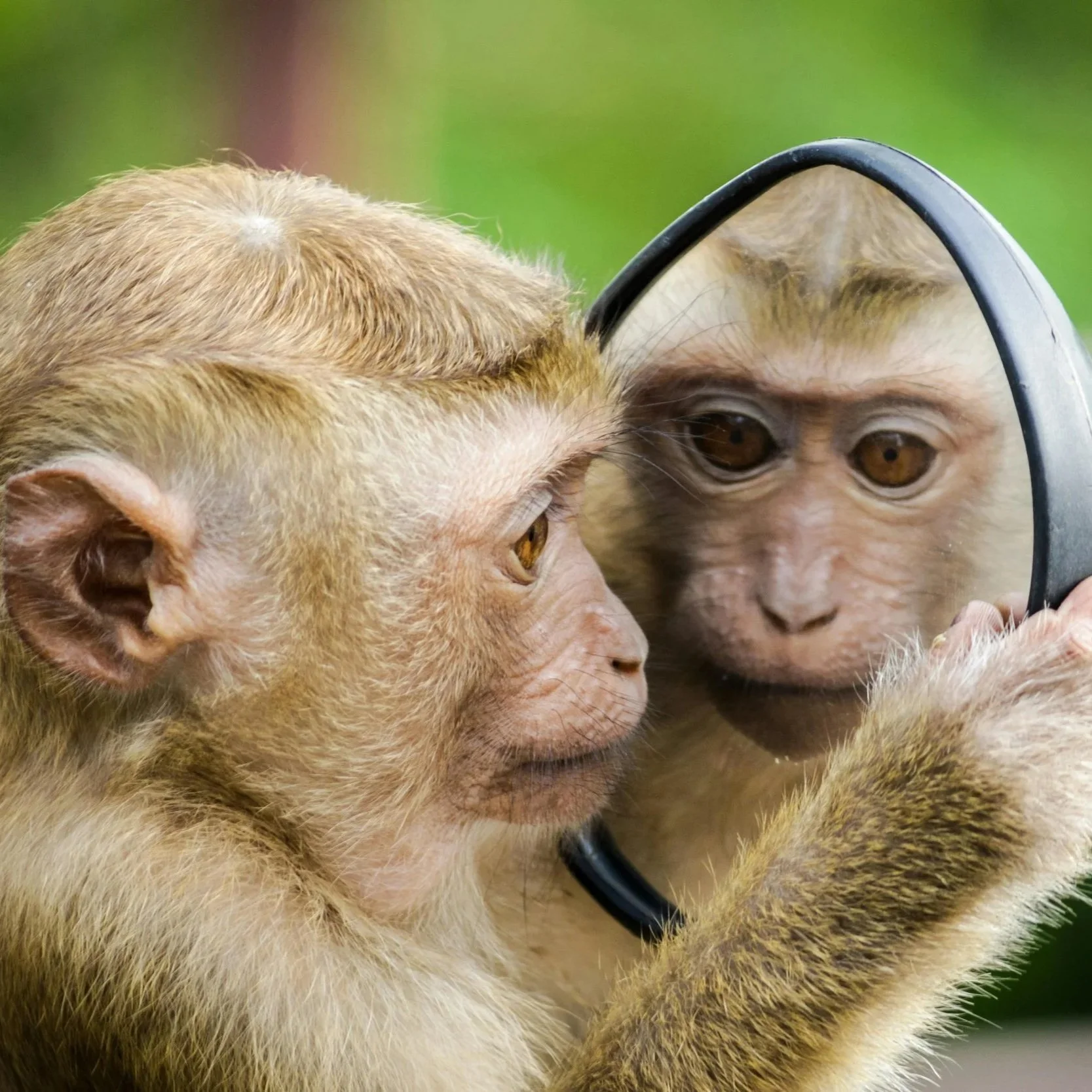 What Punch the Monkey  Taught Us About Rejection
