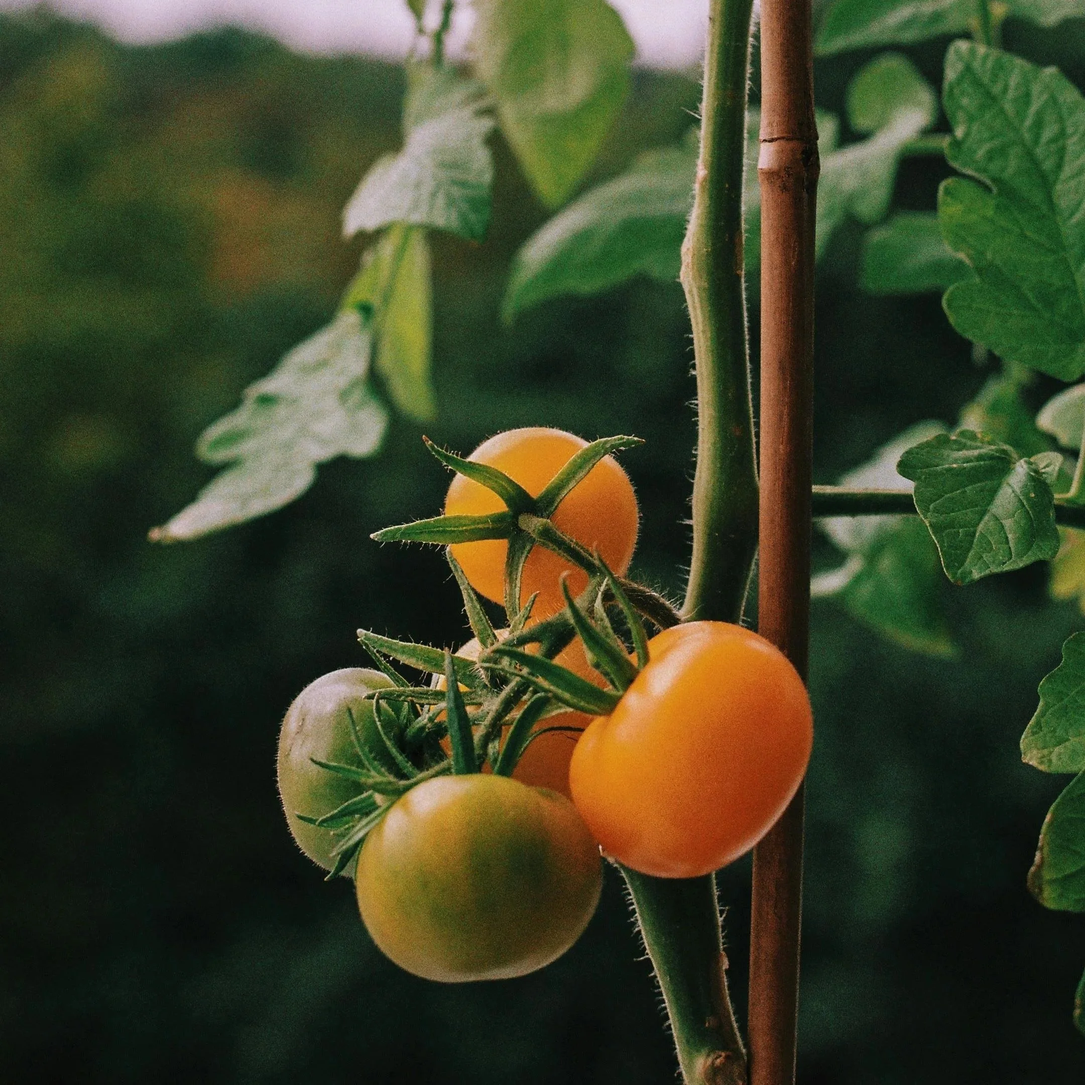 Gardening: My Unexpected Descent Into Old Lady Joy