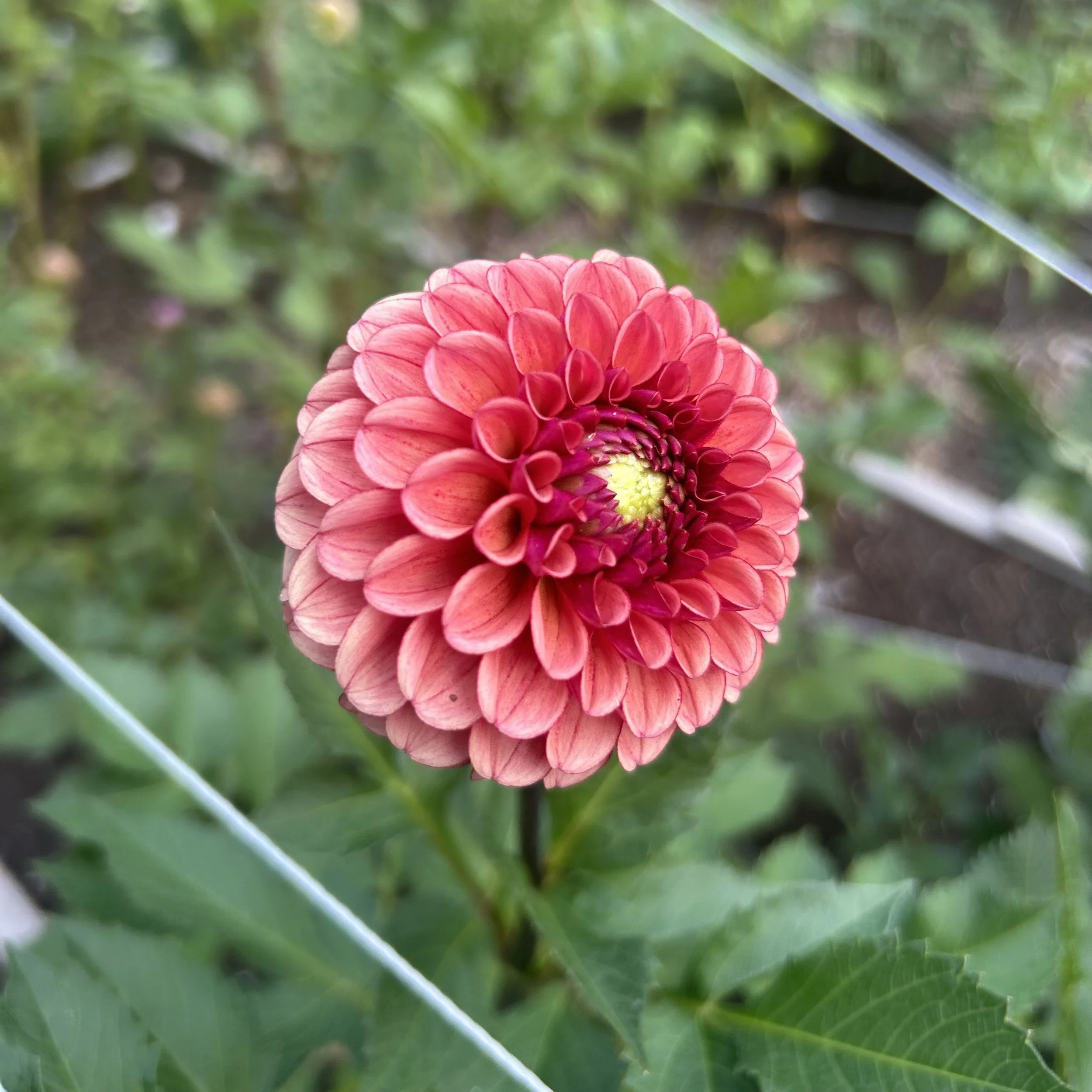 Ferncliff Kathleen (Limit 1 per household)