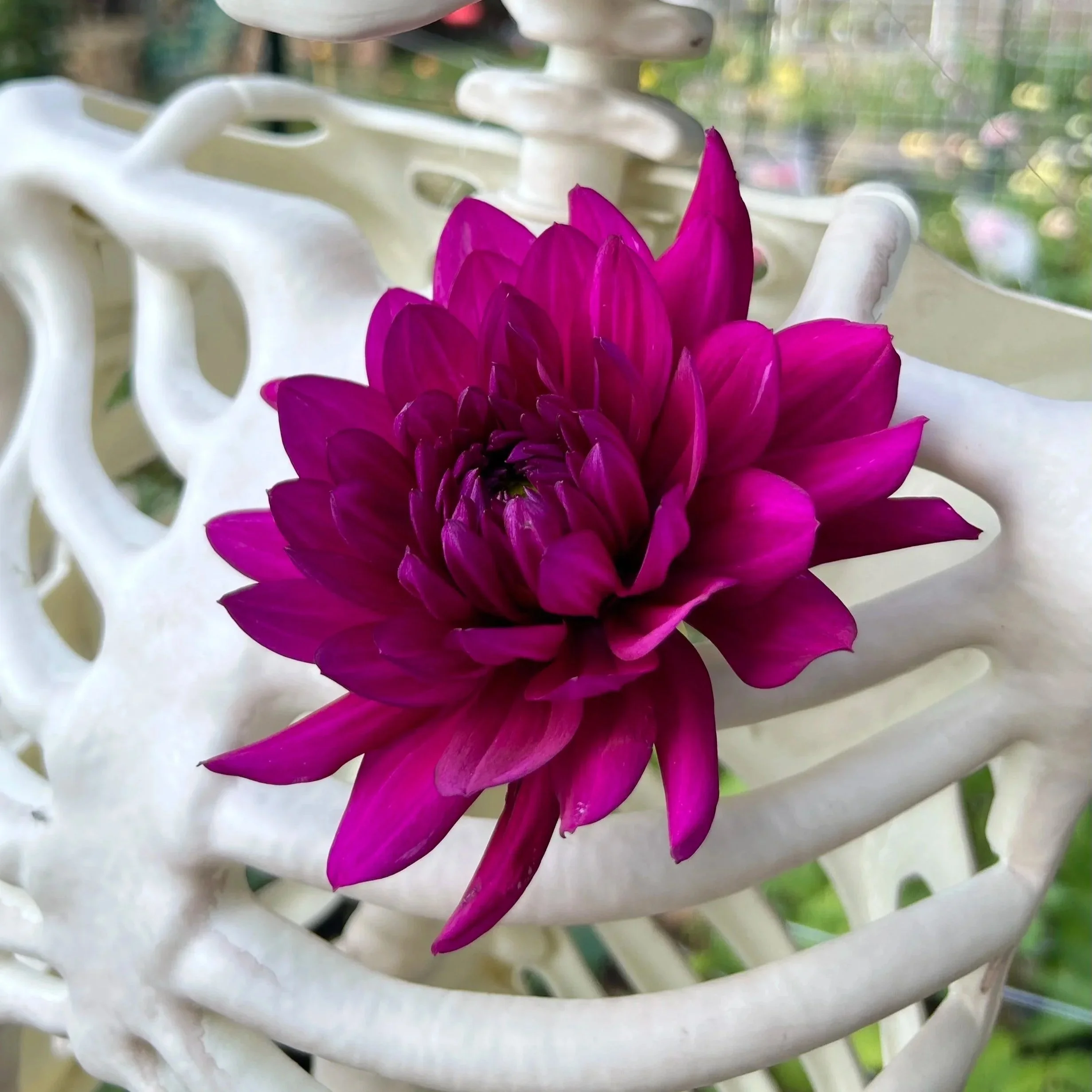 Berner Oberland (Heirloom - Limit 1 per household)