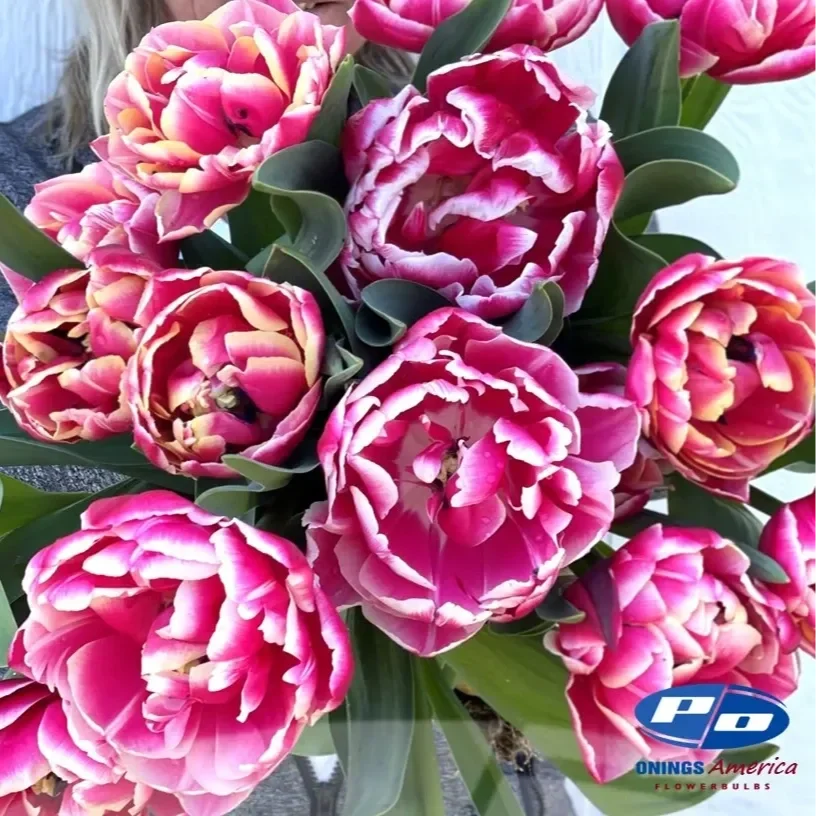 tuliup-columbuis.webp