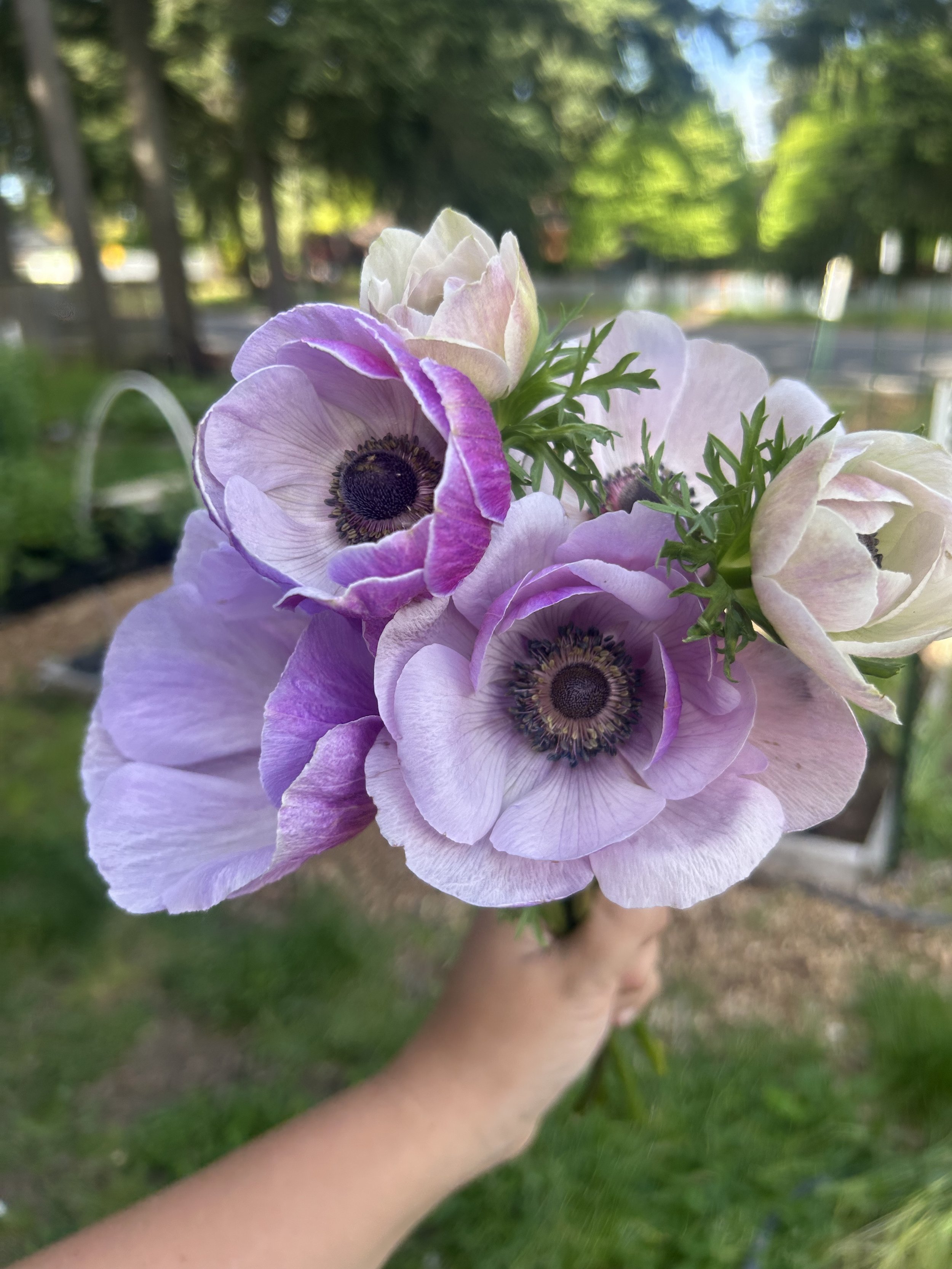 Rarity Italian Mistral Plus Anemone