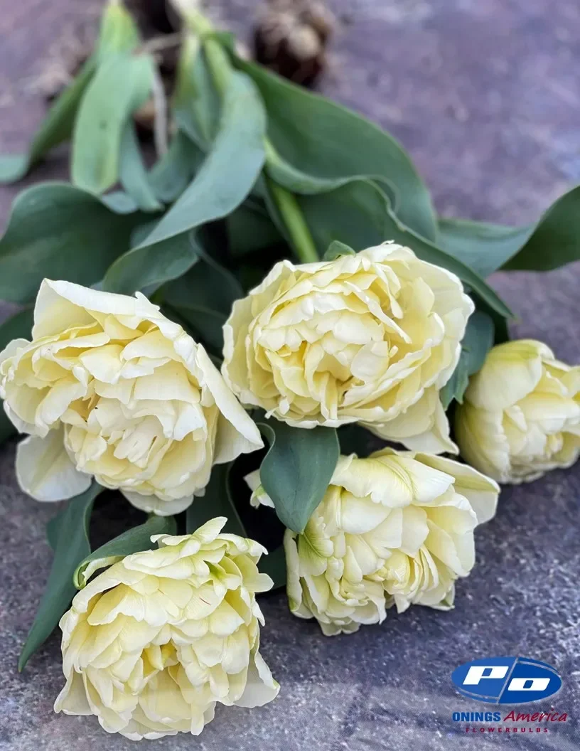 Avant Garde Tulip