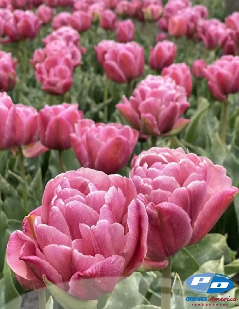 tulip-beach-berry.webp