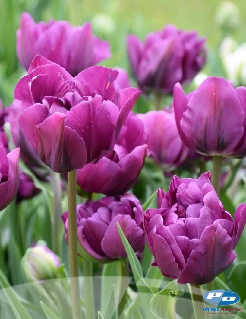 Negrita Double Tulip