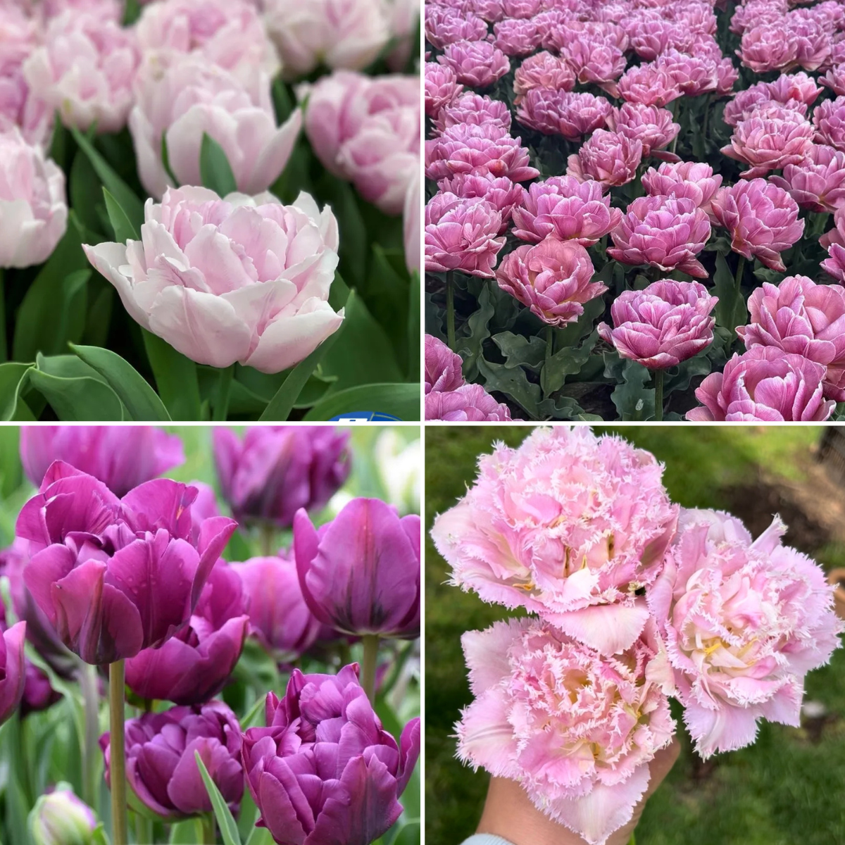 Pink & Purple Tulip Variety Pack