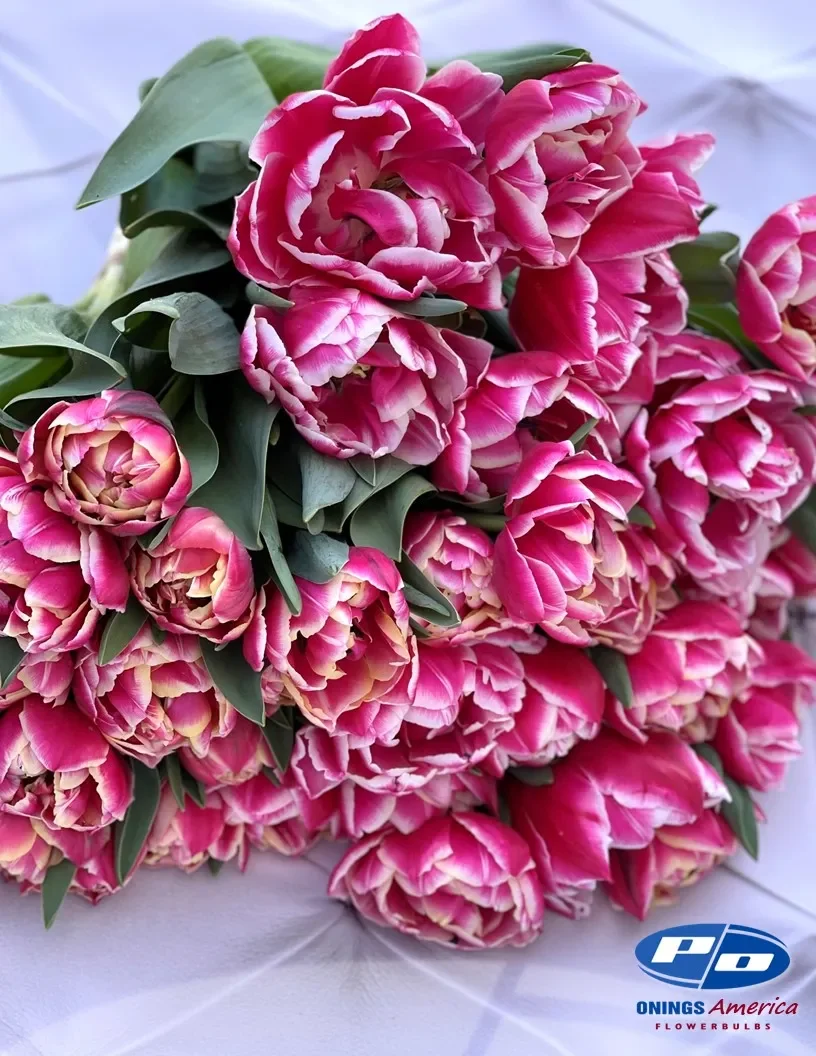 Columbus Tulip