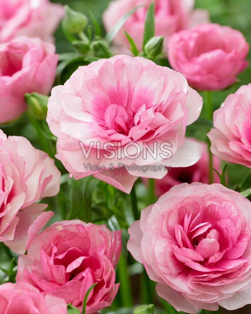 Hera Butterfly Ranunculus