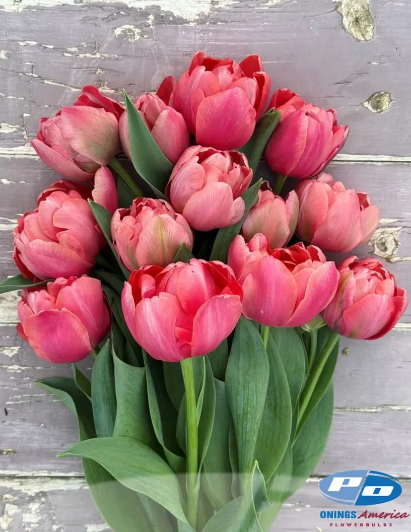 etcehd-salmon-tulip-1.webp