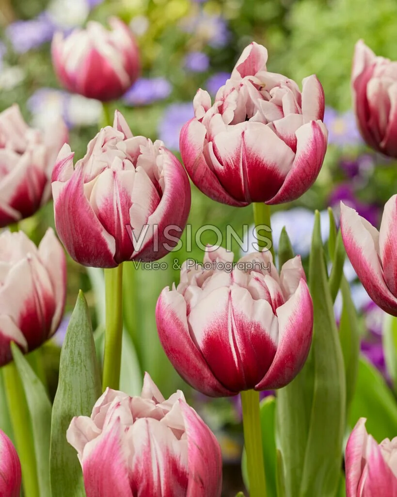 Ocean Drive Tulip