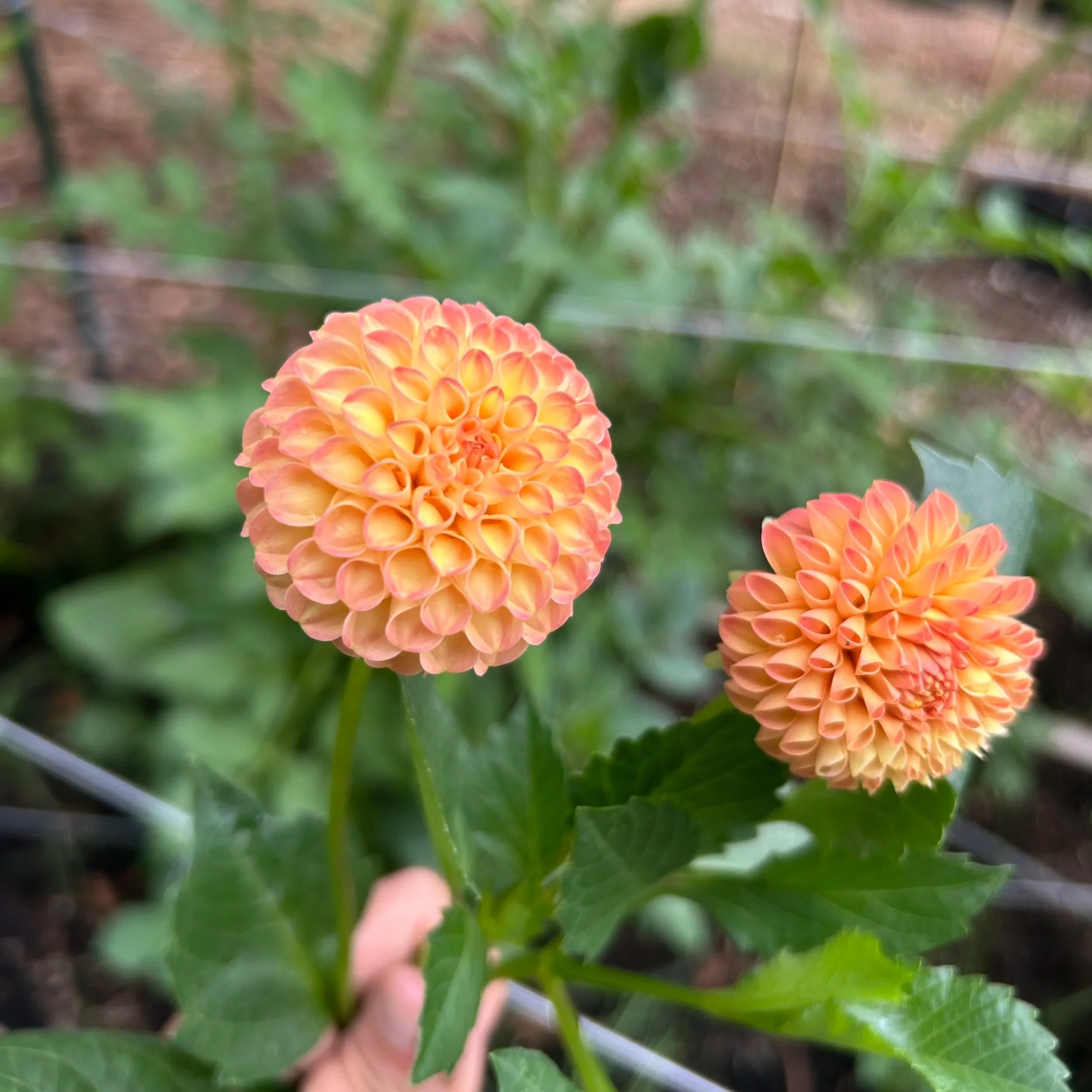 Irish Gnome (Limit 1 per household)