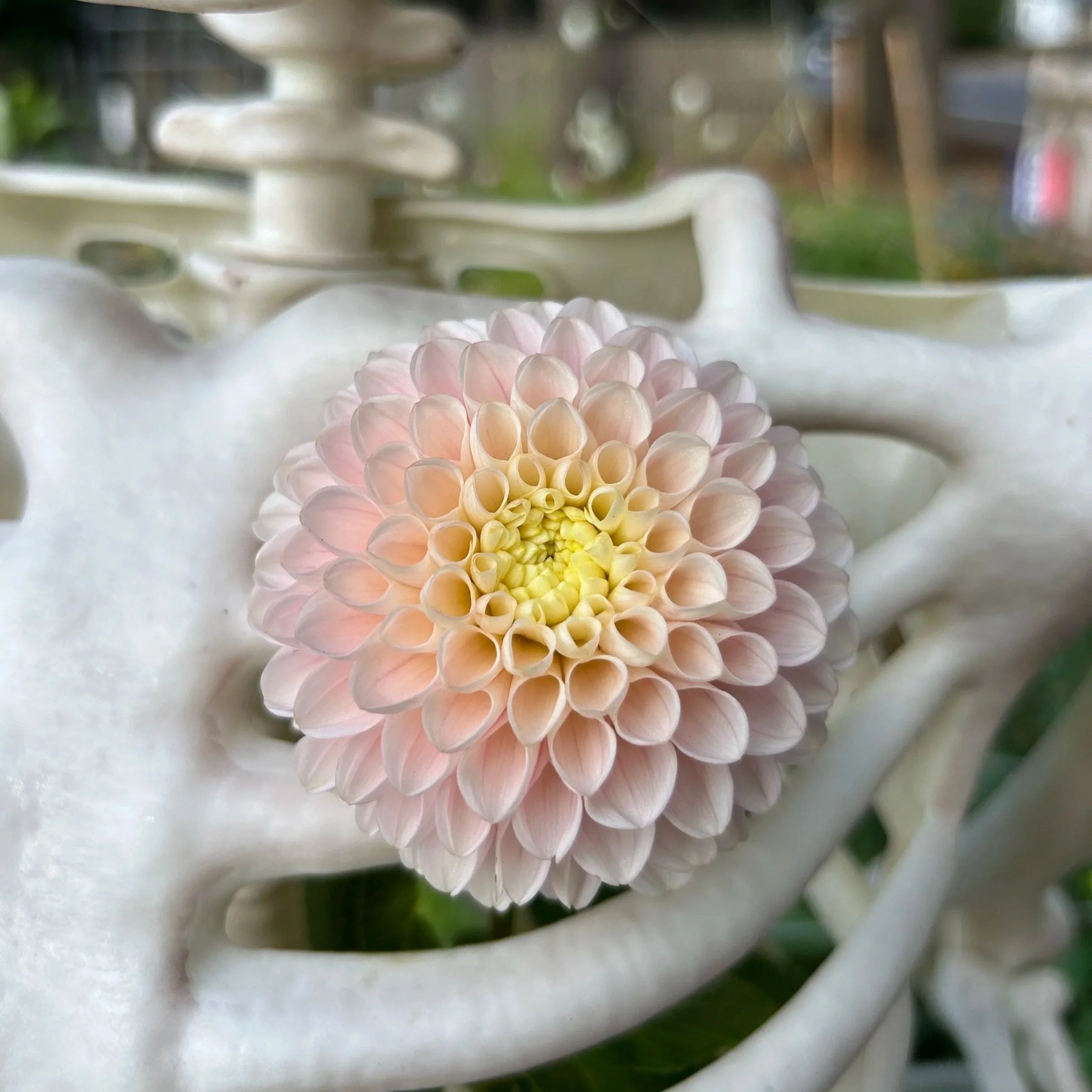 Hollyhill Polyanna (Limit 1 per household)