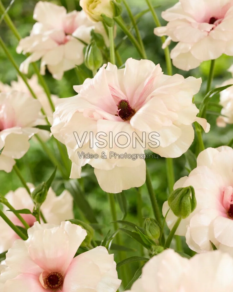 Ariadne Butterfly Ranunculus