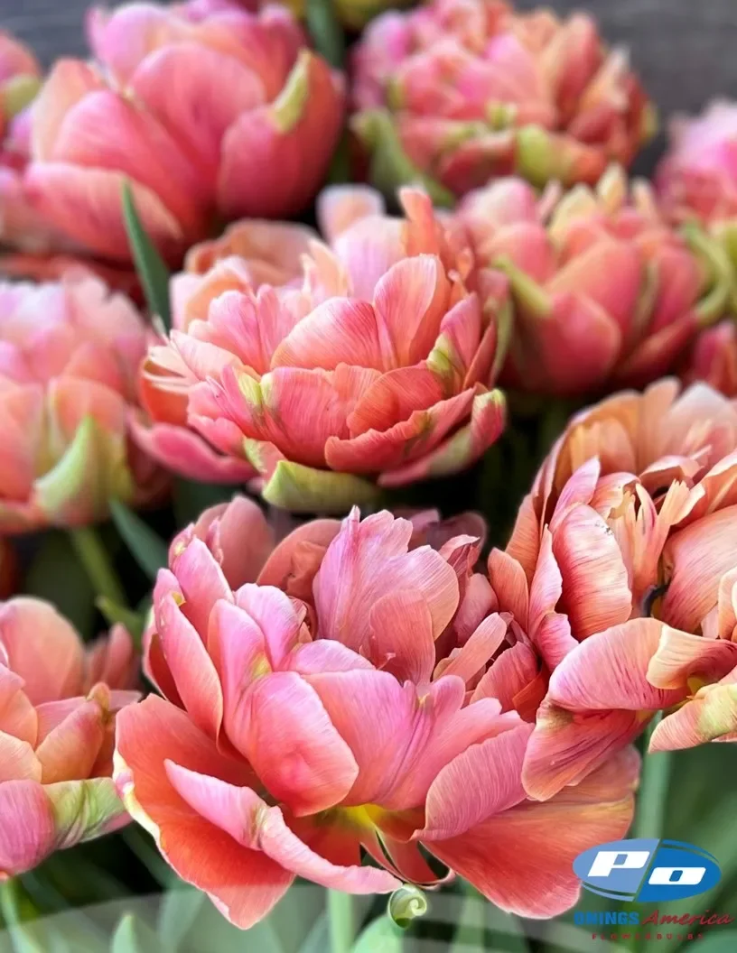 Copper Image Tulip