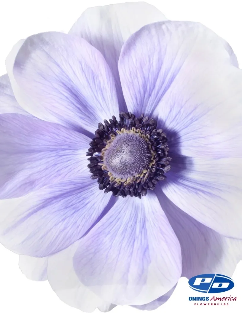 onings-america-azzurro.webp