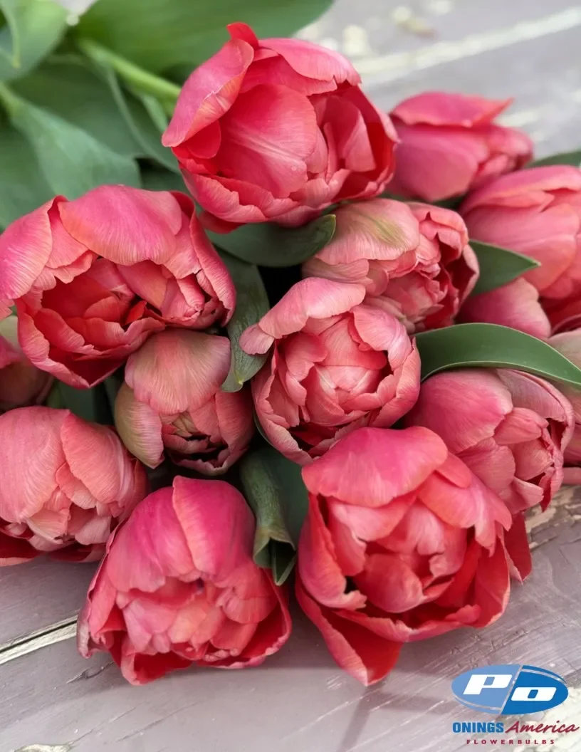 Etched Salmon Tulip