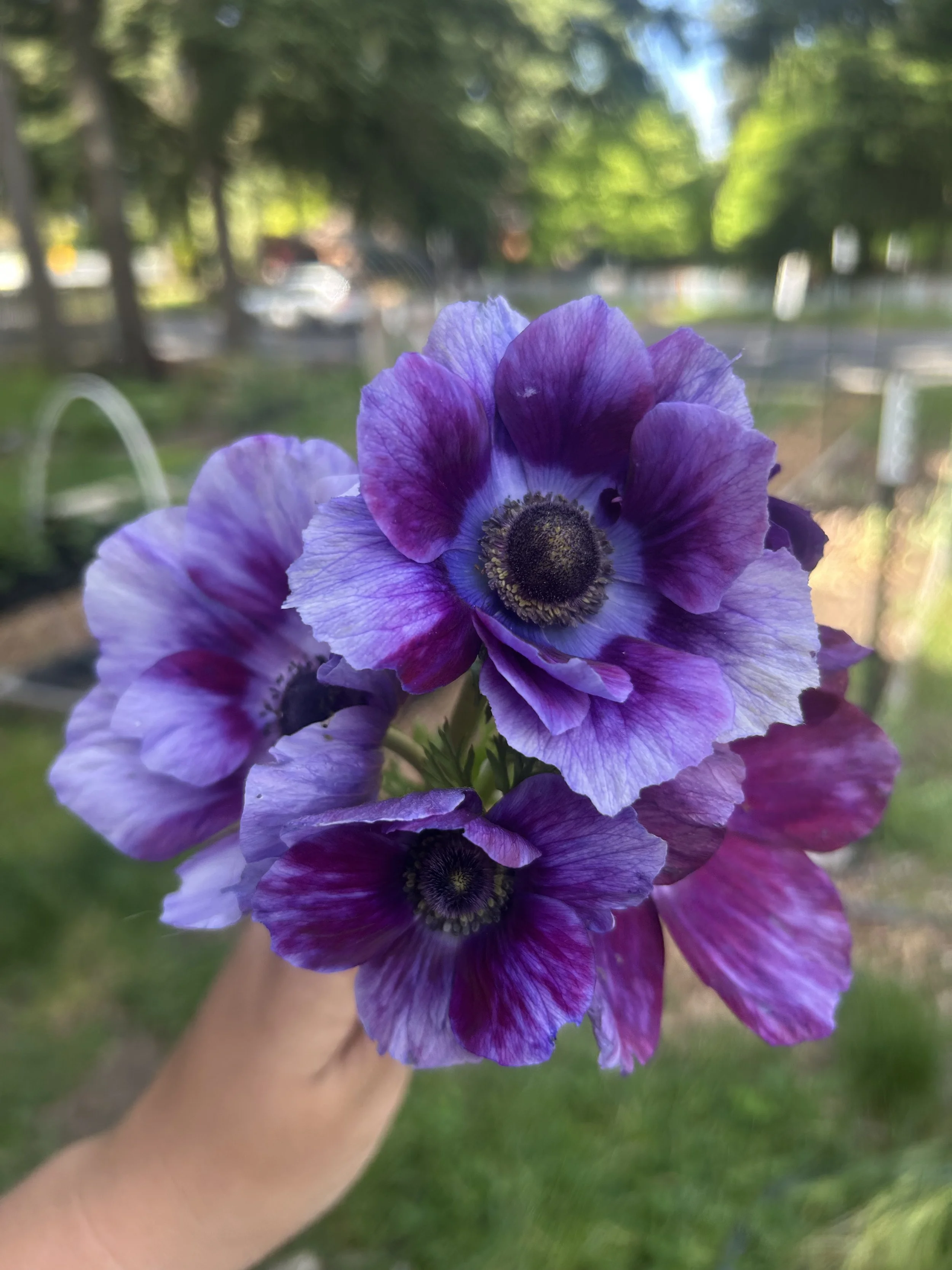 Tigre Vinato Mistral Anemone