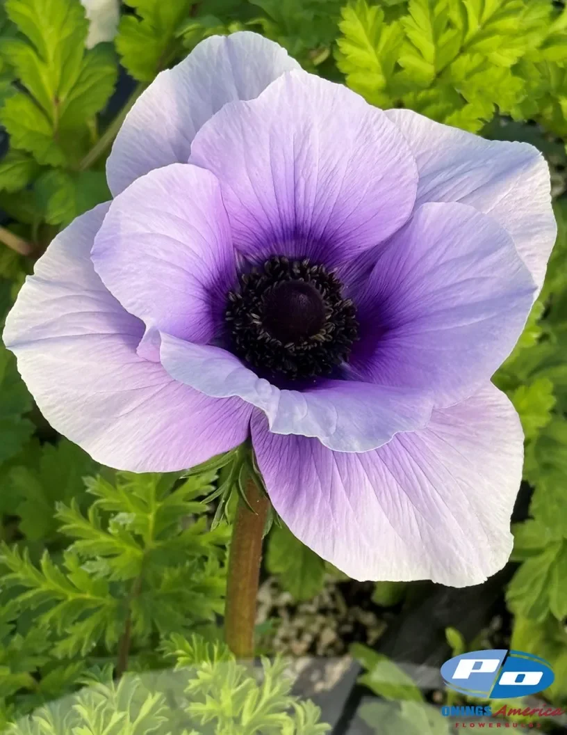 Azzurro Italian Mistral Plus Anemone