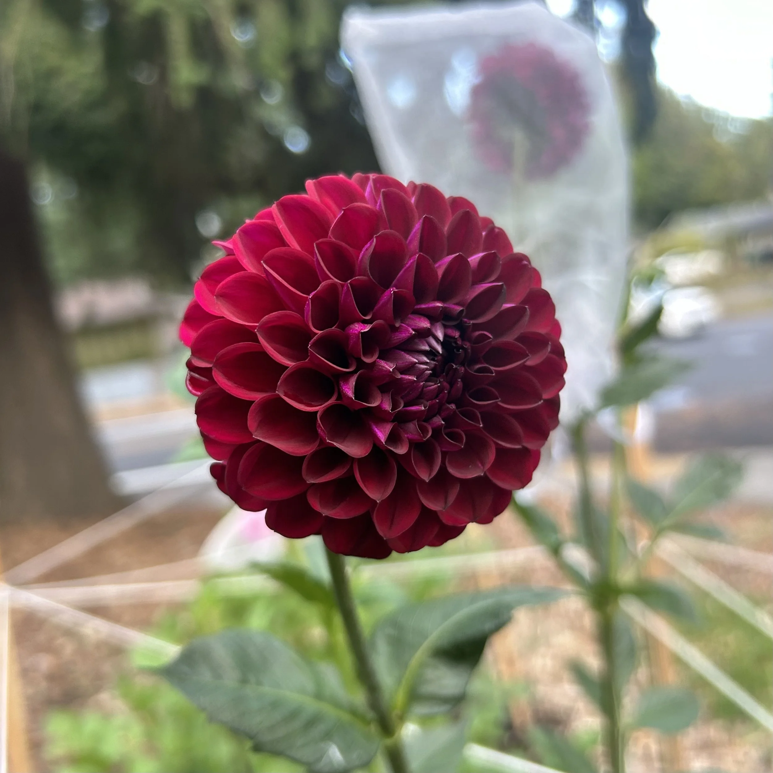 Ferncliff Black Cherry